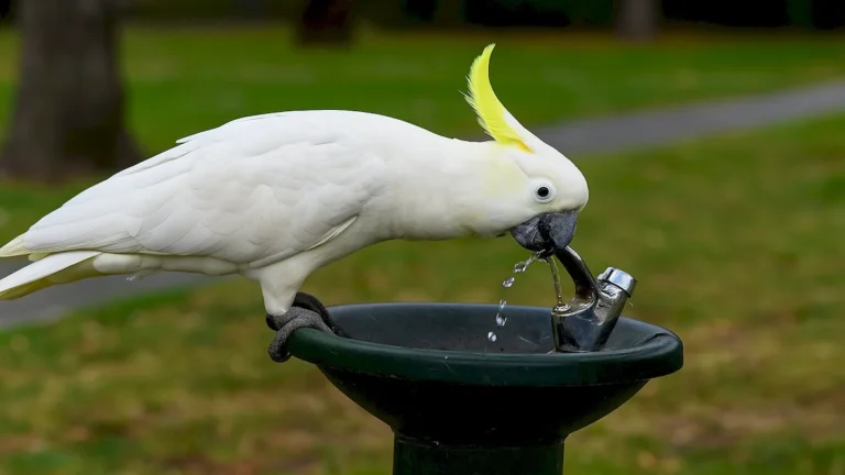 Cacatuas inteligentes